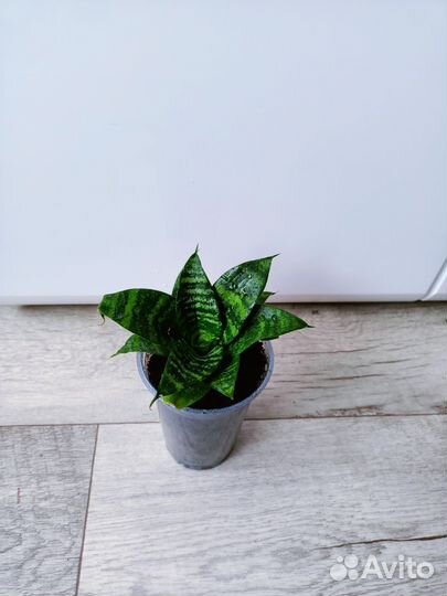 Комнатные цветы