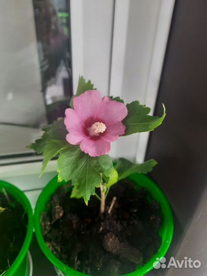 Сирийская роза