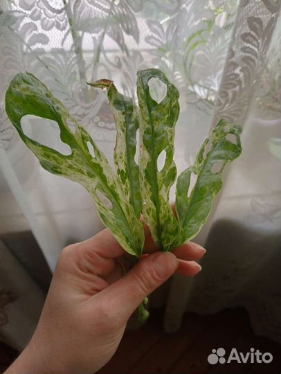 Монстера индо минт