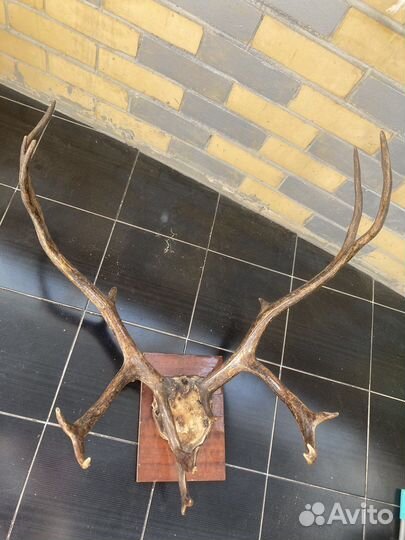 Рога оленя