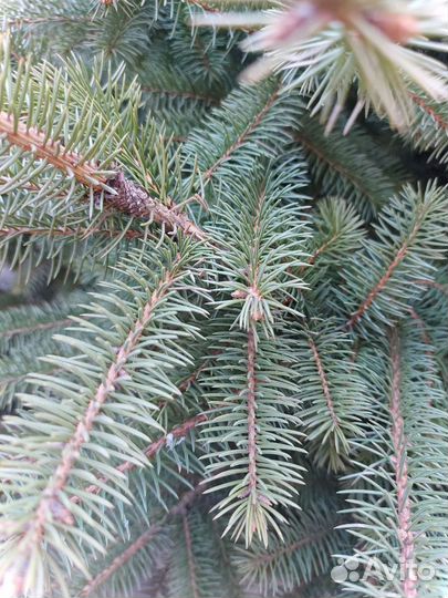 Ель 1.2м