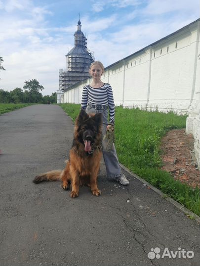 Немецкая овчарка