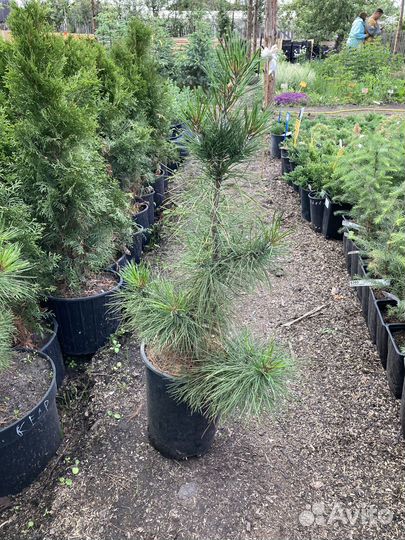 Кедр Сибирский из питомника растений