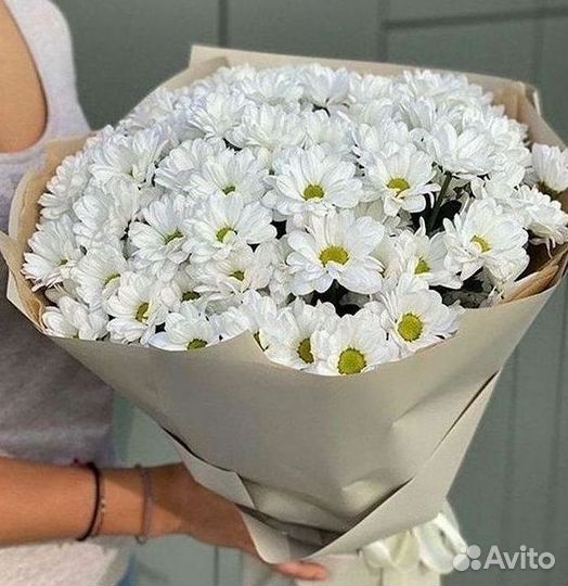 Хризантема Цветы Доставка