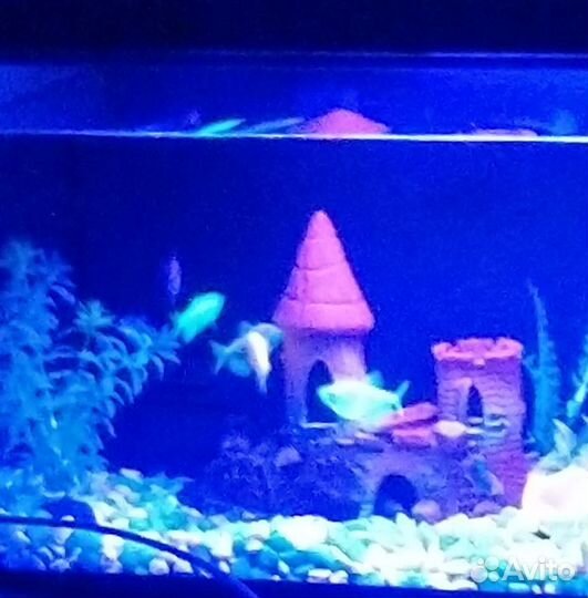 Аквариум компактный с подсветкой