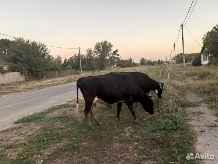 Корова стельная дойная