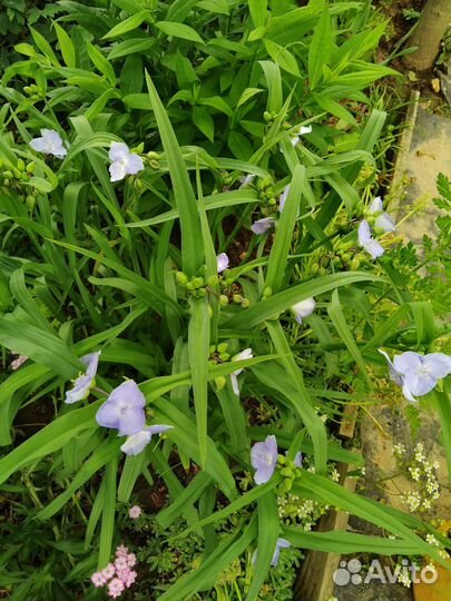 Традесканция садовая