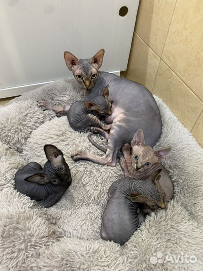 Канадский сфинкс