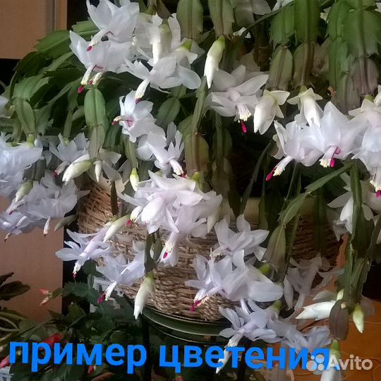 Декабрист шлюмбергера белый