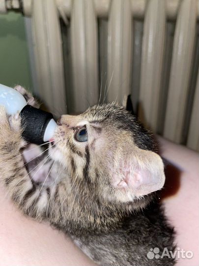 Кошка в дар