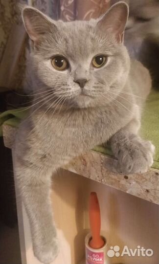 Британские короткошёрстные котята