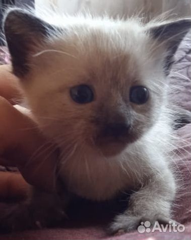 Кошечка в добрые руки