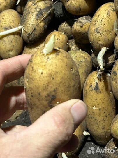 Семена Картофеля