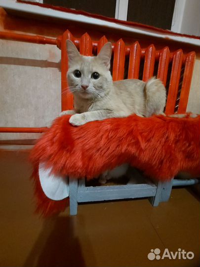 Кошки бесплатно
