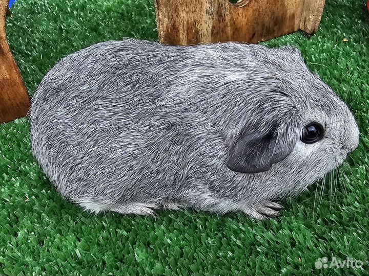 Морские свинки