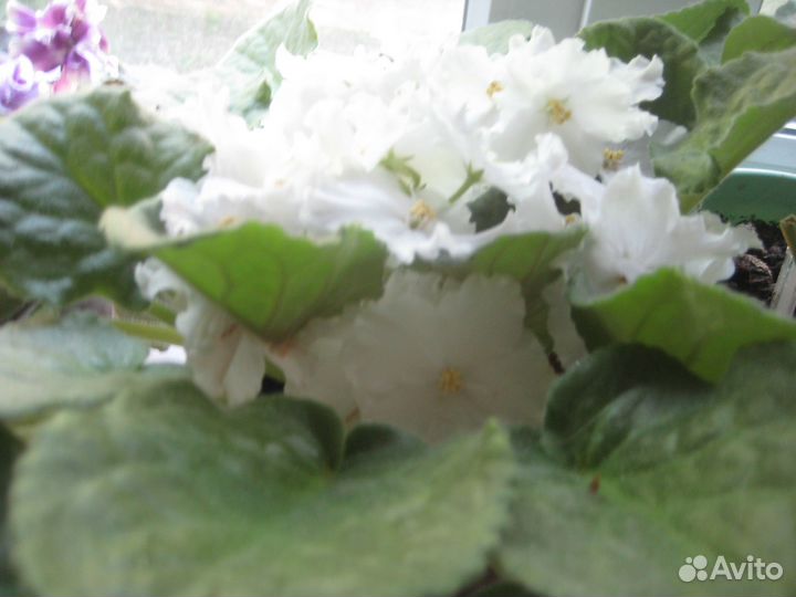 Комнатные домашние растения