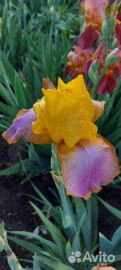 Ирисы бородатые сортовые
