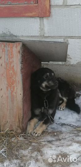 Собака в добрые руки