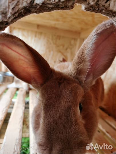Кролик для вязки