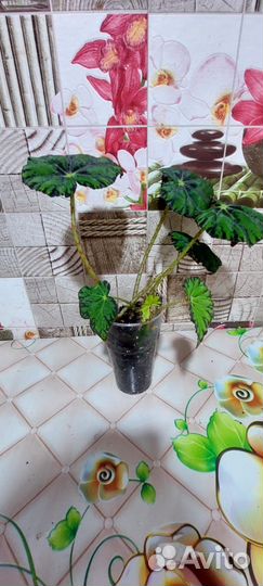 Бегония тигровая