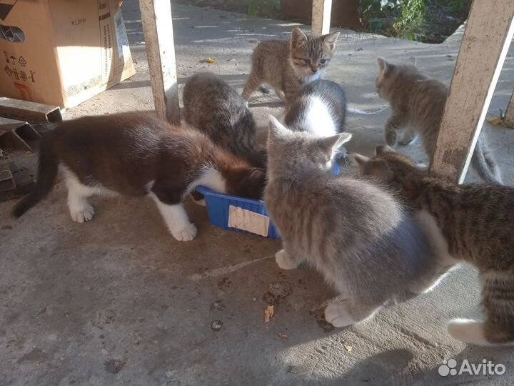 Котята крысоловы. девочки