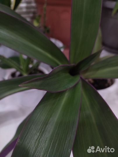 Цветок с горшком