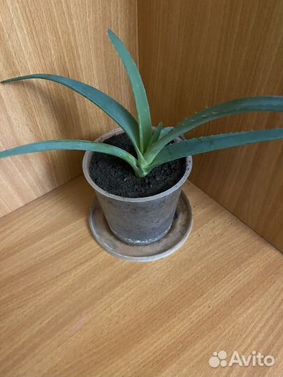 Алоэ лекарственное