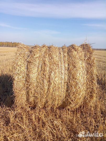 Сено солома в рулонах