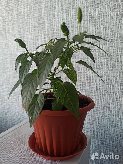 Перчик комнатный