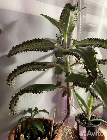 Каланхоэ дегремона (саженцы)