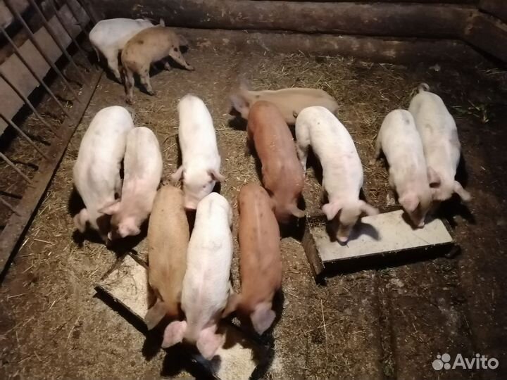 Поросята
