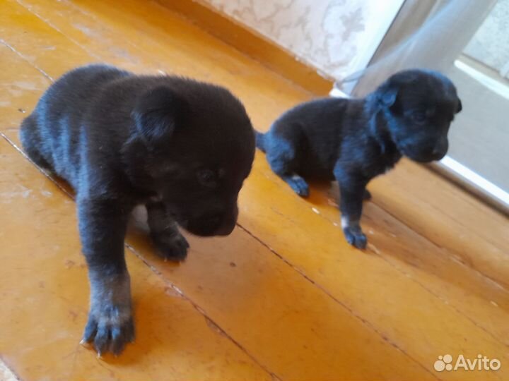 Щенок собаки