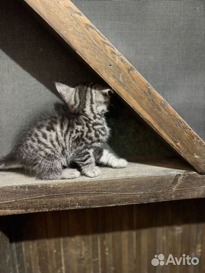 Котята в добрые руки 1 месяц