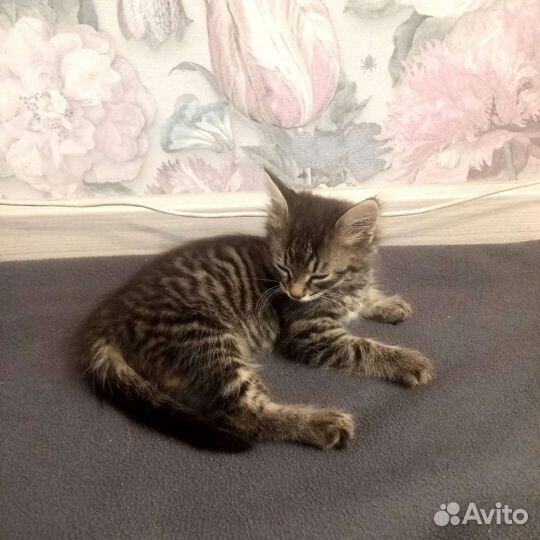 Кошка в дар бесплатно