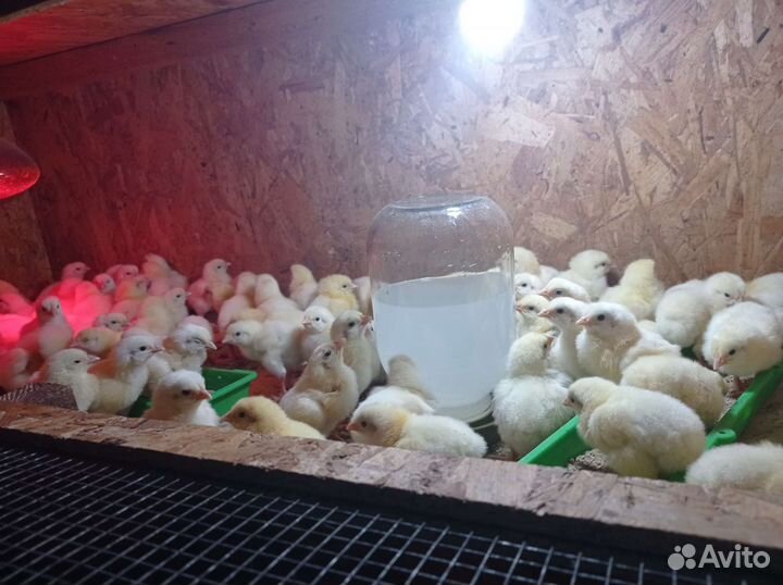 Цыплята бройлера
