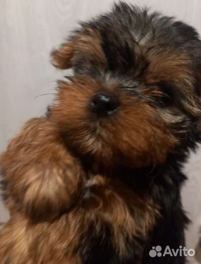 Щеночки йорики