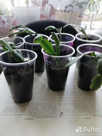 Декабрист шлюмбергера розовый