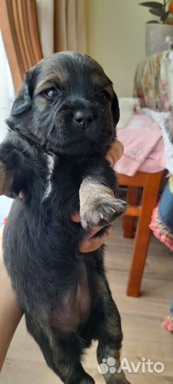 Щенки от маленькой собачки