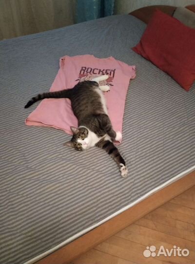 Отдам кота в добрые руки