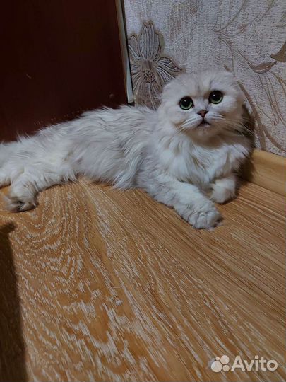 Шотландская вислоухая