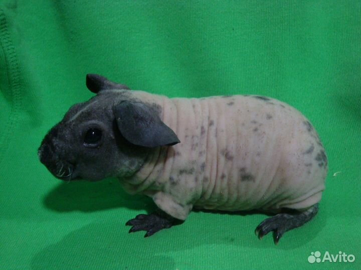 Морская свинка скинни