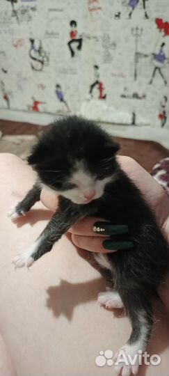 Шотландская