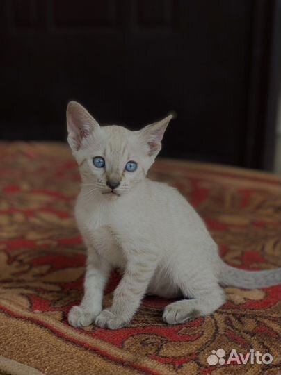 Котята породы Серенгети