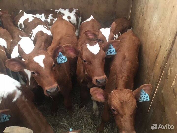 Бычки и быки