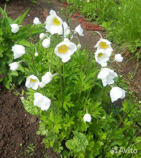 Семена многолетних цветов