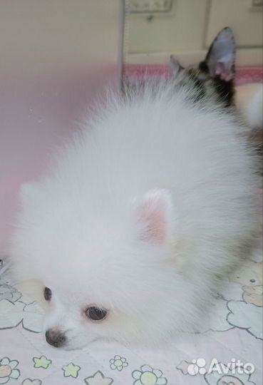 Белый померанский шпиц