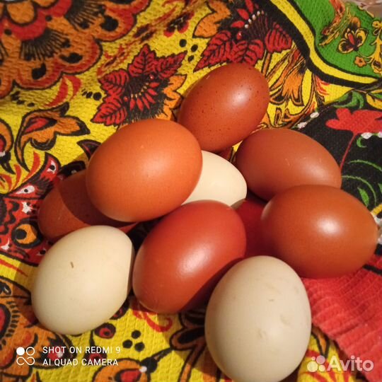 Яйца для инкубации