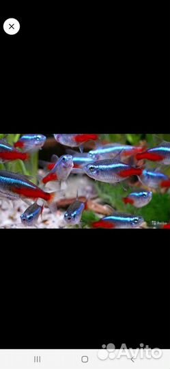Пресноводные рыбки