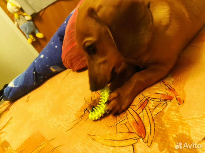 Передержка животных