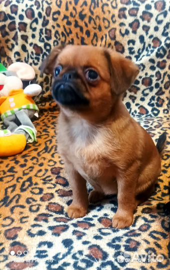 Малышки пти брабансон